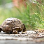 Schildkröte auf sonnenbeschienenem Weg mit hohem Gras im Tierheim Siegen.
