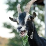 Schwarz-weiße Ziege, die draußen im Tierheim Siegen grüne Blätter frisst.
