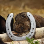 Braunes Kaninchen, das auf einem Birkenstamm ruht, dahinter ein silbernes Hufeisen.