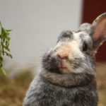 Das einäugige grau-weiße Kaninchen schaut zu den grünen Blättern auf.