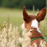 Ein brauner und weißer Hund mit großen Ohren sitzt im hohen Gras.