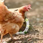 Braunes Huhn mit Wurm im Schnabel in der Nähe eines Baumstumpfs auf dem Boden.