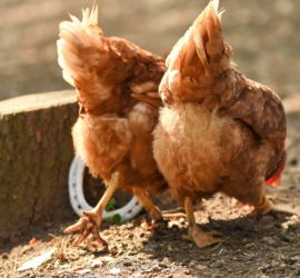 Zwei braune Hühner bei einem Baumstumpf im Sonnenlicht im Tierheim Siegen.