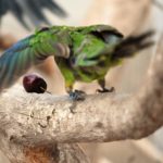 Grüner Papagei mit offenen Flügeln auf einem Zweig in der Nähe einer roten Frucht.
