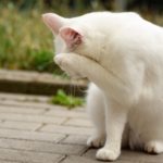 Weiße Katze auf der Terrasse bedeckt ihr Gesicht mit der Pfote und wirkt schüchtern.