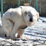Großer flauschiger weißer Hund im Schnee mit Geschirr und Leine.