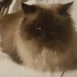 Himalayakatze mit dunklem Gesicht sitzt auf weißer Fläche und starrt.