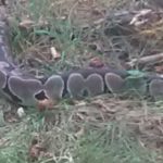 Kugelpython bewegt sich durch Gras und Blätter im Tierheim Siegen.