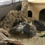 Drei kleine Wachteln stehen auf Sand mit Baumstämmen und einem Holzhaus.