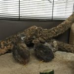 Zwei kleine Wachteln auf Sand in einem Käfig mit einem Baumstamm und einem Unterstand.