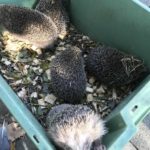 Fünf Igel in einer grünen Tonne mit Holzspänen und Laub, einer klettert über den Rand.