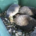 Vier Igel in einer grünen Kiste mit Holzspänen und Ästen.