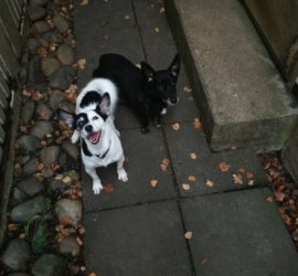 Schwarze und weiße Hunde sitzen auf einem gepflasterten Weg in der Nähe einer Stufe im Freien.