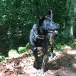 Schwarzer Hund mit Halsband auf Laubweg im sonnenbeschienenen Wald beim Tierheim Siegen.