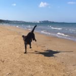 Schwarzer Hund läuft am Sandstrand am Wasser unter blauem Himmel.