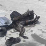 Ein Hund liegt auf einem Steinpflaster neben einer silbernen Tasche und schwarzen Schuhen.