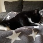 Schwarz-weiße Katze auf Sternendecke neben grauem Sofa im Tierheim Siegen.
