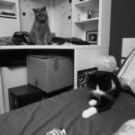 Zwei Katzen in einem Zimmer - eine auf einem Regal, die andere auf einem Bett liegend.