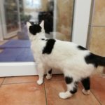 Eine schwarz-weiße Katze steht auf den Fliesen und blickt aus der Glastür.