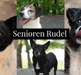 Vier ältere Hunde, Text "Senioren Rudel" auf schwarzem Hintergrund.