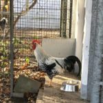 Schwarz-weißer Hahn an einer Metallschüssel im Tierheim Siegen in einem mit Blättern bedeckten Stift.
