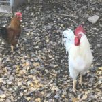 Ein weißer Hahn und eine braune Henne stehen auf belaubtem Boden.