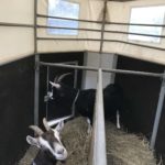 Zwei Ziegen in einem mit Heu bedeckten Pferch; eine schaut zur Kamera, die andere zum Fenster hinaus.