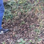 Igel auf belaubtem Boden in der Nähe der Schuhe; Kamera teilweise sichtbar.