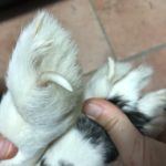 Die Hände halten sanft eine Kaninchenpfote, die eine lange, eingerollte Kralle zeigt.