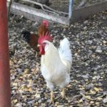 Weißer Hahn auf grünem Grund; braune Henne im Hintergrund.