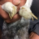 Hand hält Kaninchenpfoten mit langen Krallen, Nahaufnahme.