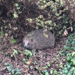 Igel versteckt unter einem Busch im Laub im Tierheim Siegen.