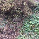 Igel unter einem Busch inmitten von grünem Laub und Mulch.