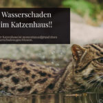 Nasse Wildkatze schwimmt; Schild: Katzenhaus wegen Wasserschaden geschlossen.