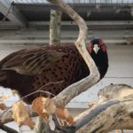 Fasan mit roten Augen steht auf einem Ast unter Drahtdach und trockenem Laub im Tierheim Siegen.