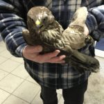 Person in karierter Jacke hält verletzten braunen Falken in einem Haus.