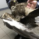 Eine Person in karierter Jacke hält einen großen braun-weißen Vogel im Haus.