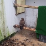 Brauner Habicht auf einem Ast in einem Freigehege.