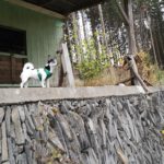 Kleiner weißer Hund in grünem Geschirr auf einer Veranda beim Tierheim Siegen.