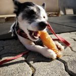 Hund mit roter Leine kaut Knochen auf dem Bürgersteig im Tierheim Siegen.