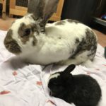 Großes weiß-braunes Kaninchen neben kleinem schwarzen Kaninchen auf einer Decke.