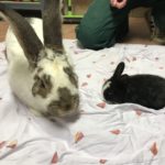 Große gefleckte und kleine schwarze Kaninchen auf einer orange gemusterten Decke.