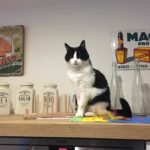 Schwarz-weiße Katze auf Küchentisch mit alten Dosen.