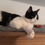 Schwarz-weiße Katze auf grauer Matte, die ihre Pfote nach einem roten Spielzeug ausstreckt.