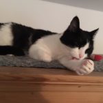 Schwarz-weiße Katze leckt Pfote auf grauer Matte im Tierheim Siegen.