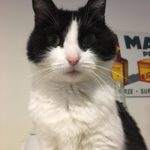 Schwarz-weiße Katze mit rosa Nase starrt in die Kamera im Haus.