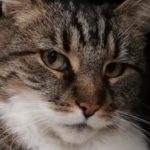 Getigerte Katze mit grünen Augen und weißem Fell an Mund und Brust.