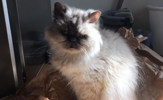 Plüschige Perserkatze auf braunem Papier im Sonnenlicht im Tierheim Siegen.