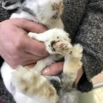 Person hält ein kleines weiß-graues Kaninchen mit schmutzigen Pfoten.