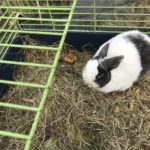 Schwarz-weißes Kaninchen auf Heu im grün vergitterten Käfig im Tierheim.